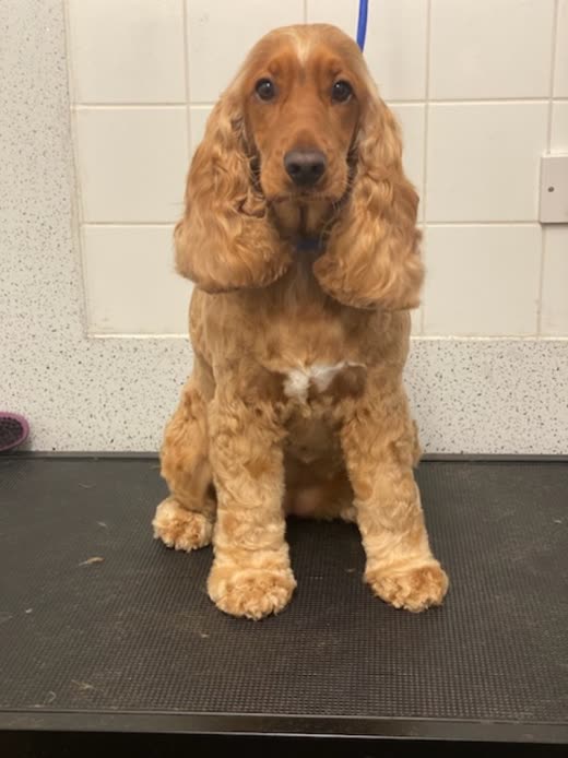 Spaniel on the grooming table with clipped hair on the mat around it